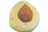 Paleocene Fossil Leaf (Davidia) - Montana #377918-1